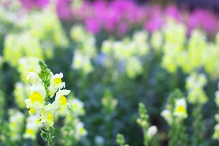 The snapdragon flower gardenの写真素材