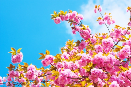 Double cherry blossoms with blue skyの写真素材