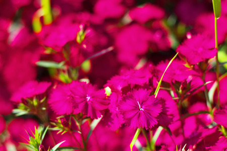 Dianthus Telstarの写真素材