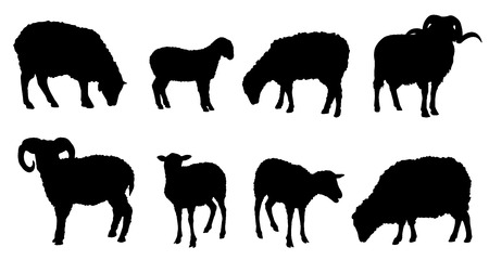 sheep silhouettes on the white backgroundのイラスト素材