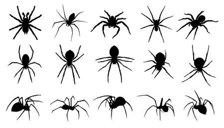 spider silhouettes on the white backgroundのイラスト素材
