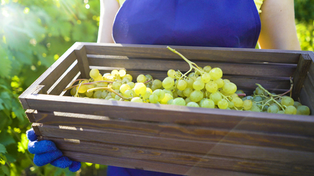 Caucasian female in apron and gardening gloves carrying wooden box with grapes. Woman working in garden. Gardening, leisure, hobby, agriculture, work, harvesting conceptの写真素材