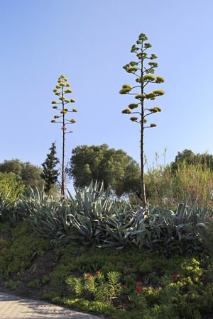 Blooming agave in Porto Carras Grand Resort.の写真素材