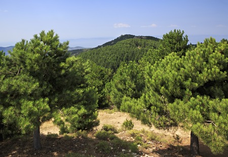 Scenic pine trees in mountains. Sithonia peninsula in northern Greece.の写真素材