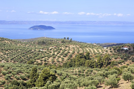 Olive groves on the Aegean coast. Sithonia peninsula in northern Greece.の写真素材