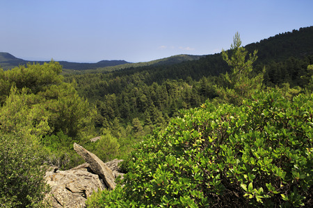 Beautiful vegetation in the mountains. Sithonia peninsula in northern Greece.の写真素材