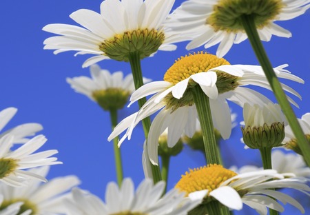Medicinal chamomile. Beautiful flowers in the garden.の写真素材