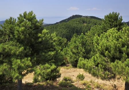 Beautiful pine trees in the mountains. Sithonia peninsula in northern Greece.の写真素材