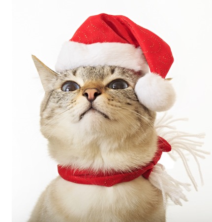 Funny cat in a suit Santa Claus.の写真素材