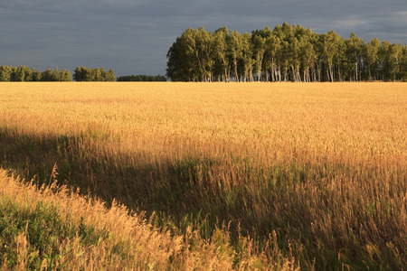 Field of ripe wheat. Omsk Region. Russia.の写真素材