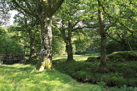 Beautiful relic deciduous forest. Wicklow Mountains National Park.の写真素材