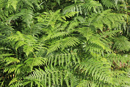 Fern after rain in Wicklow Mountains National Park.の写真素材