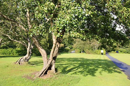 Beautiful winding trees on green lawn. Wicklow Mountains National Park.の写真素材