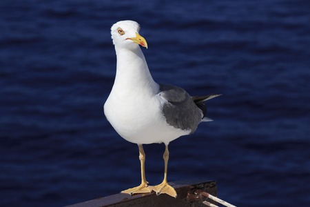Yellow-legged gull on Sithonia peninsula in Greece.の写真素材