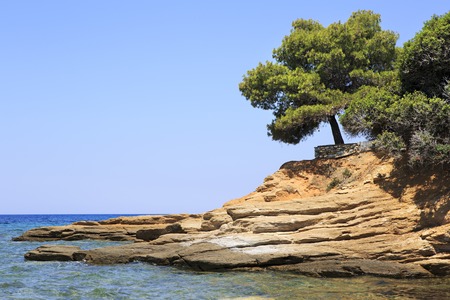 Beautiful pine on a stone ledge. Sithonia peninsula. Greece.の写真素材