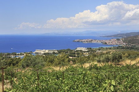 Vineyards in the resort of Porto Carras. Sithonia.の写真素材