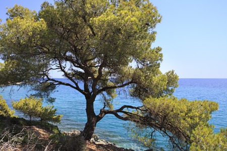 Beautiful pine on the edge of the shore. Sithonia peninsula. Greece.の写真素材