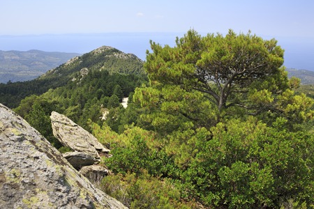 Beautiful vegetation and rocks in the mountains. Sithonia peninsula in northern Greece.の写真素材