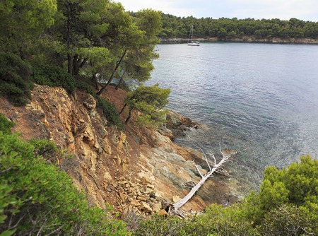 Dried up dead tree on the stone coast. Beautiful summer landscape. Sithonia peninsula. Greece.の写真素材