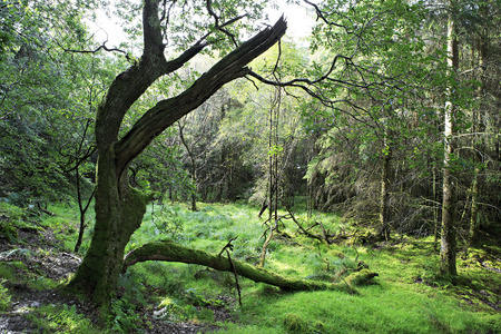 Old tree covered with moss. Wicklow Mountains National Park.の写真素材