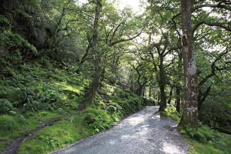 Footpath in a relict forest. Wicklow Mountains National Park.