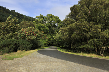 Beautiful footpath in the Wicklow Mountains National Park.の写真素材