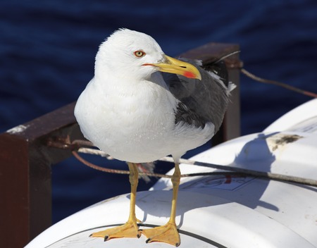 Yellow-legged gull on the ship. Sithonia peninsula in Greece.の写真素材