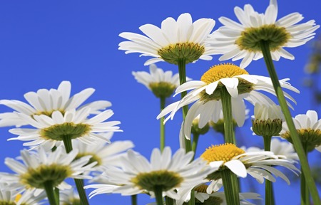 Chamomile summer flowers against the blue sky.の写真素材