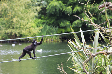 Sulawesi crested macaque moved across the pond. Oldest zoos in Europe. Republic of Ireland.