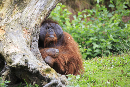 Male Bornean orangutan. Oldest zoos in Europe. Republic of Ireland.の写真素材