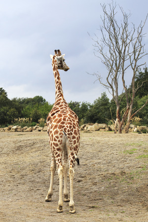Giraffe looking at the tree. Oldest zoos in Europe. Republic of Ireland.の写真素材