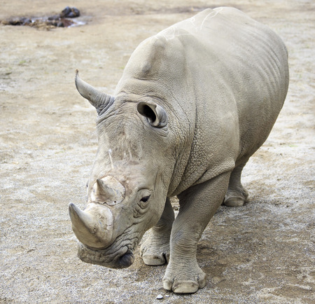 Southern White Rhinoceros. Oldest zoos in Europe. Republic of Ireland.の写真素材