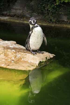Humboldt penguin. Oldest zoos in Europe. Republic of Ireland.の写真素材