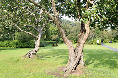 Beautiful trees on a green lawn. Wicklow Mountains National Park.の写真素材