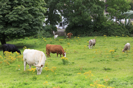 Cows graze in the meadow. Beautiful scenery of Ireland farmers.の写真素材