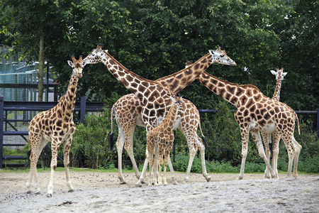 Herd of giraffes with cub. Oldest zoos in Europe. Republic of Ireland.の写真素材