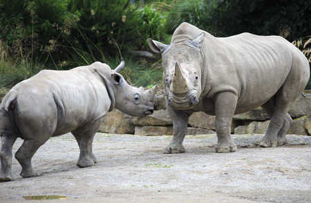Male Southern White Rhinoceros and cub. Southern White Rhinoceros. Oldest zoos in Europe. Republic of Ireland.の写真素材
