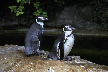 Humboldt penguin. Oldest zoos in Europe. Republic of Ireland.の写真素材