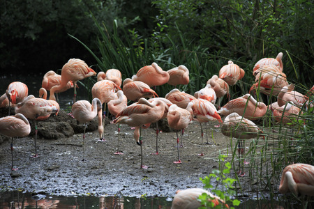 Chilean flamingo. Oldest zoos in Europe. Republic of Ireland.の写真素材