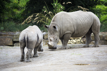 Male Southern White Rhinoceros and cub. Southern White Rhinoceros. の写真素材
