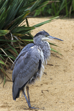 Grey heron. Oldest zoos in Europe. Republic of Ireland.の写真素材