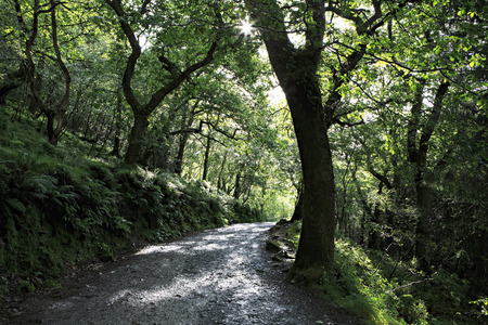 Sun breaking through the wet forest. Wicklow Mountains National Park.の写真素材