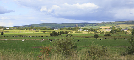 Cows graze in the meadow. Beautiful scenery of Ireland farmers.の写真素材