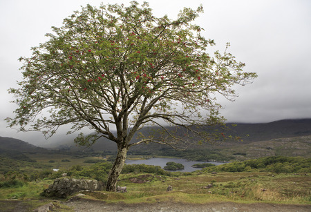 Rowan on background of mountains in the clouds and lake. Ring of Kerry in Ireland.