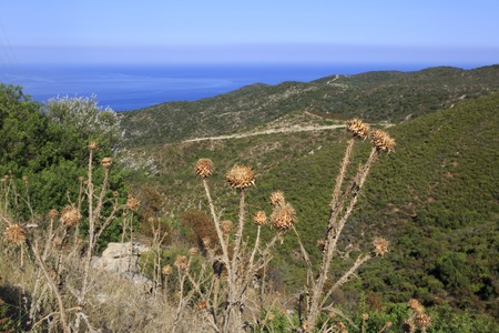Dried prickly plant in the mountains of Aegean coast. Sithonia peninsula in northern Greece.の写真素材