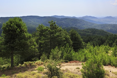 Beautiful pine trees on a mountain top. Sithonia peninsula in northern Greece.の写真素材