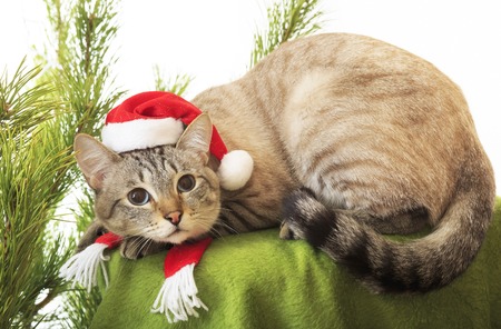 Funny cat in a suit of Santa Claus.の写真素材