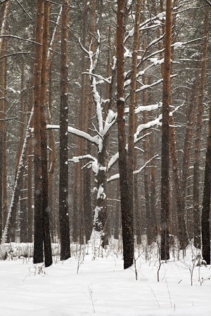 Beautiful winter forest covered with snow. Omskの写真素材