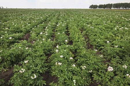 Summer field with blooming potato. Omsk. Russiaの写真素材