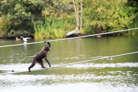 Sulawesi crested macaque moved across the pond. Oldest zoos in Europe. Republic of Ireland.の写真素材